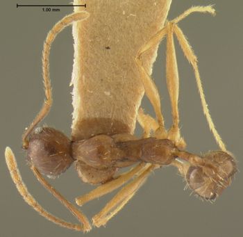 Media type: image; Entomology 20615   Aspect: habitus dorsal view